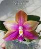 Phal. Miki Sabina 590